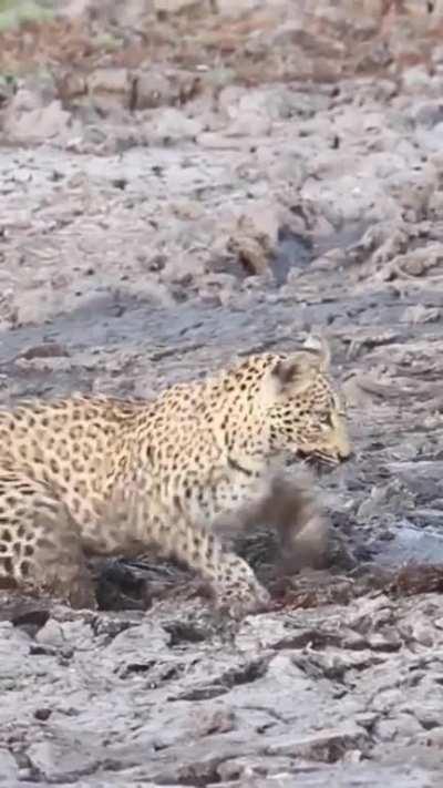 Camouflaged hippo surprises leopard