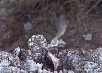 Attack of the spider-tailed viper is filmed for the first time in world.