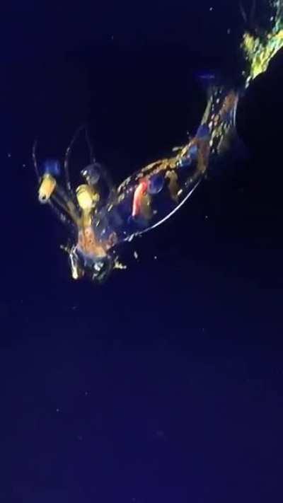 🔥 Scientists encountered the alien-like Planctoteuthis squid on a deep ROV dive yesterday