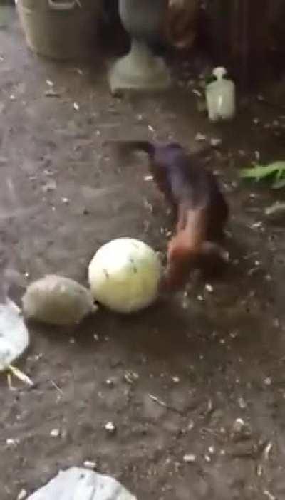 Just a dachshund and a turtle playing soccer