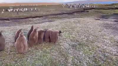 🔥 King Penguin Chicks Chasing Away A Feral Cat In The Falkland Islands 🔥