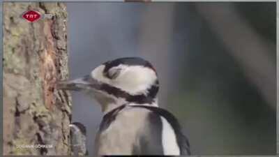 Woodpeckers peck around 12,000 times a day, sometimes up to 20 times per second, with a force 10 times stronger than a human’s concussion threshold. (More info in the comments)