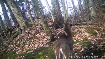 amazing footage of buck shedding his antlers.