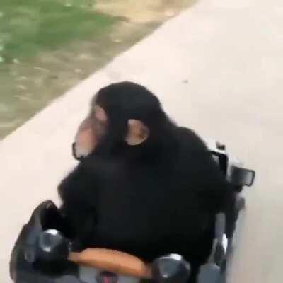 Monke kart!