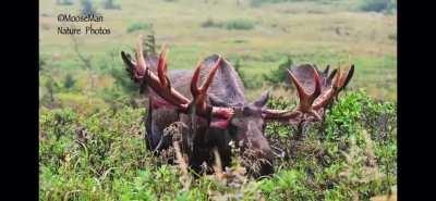 Moose shedding it’s Antlers. Sends shivers down my spine