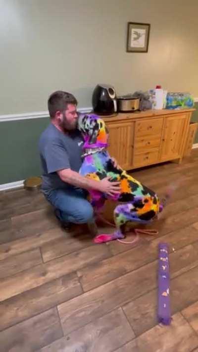 Husband does not approve of dog's colorful coat