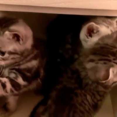 The secret kitten drawer