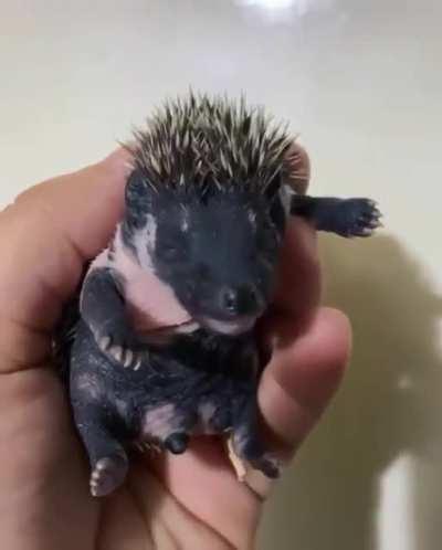 Baby hedgehog yawn