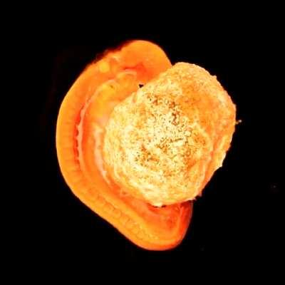 Ultra high resolution video of 6 week old, 3mm/0.11inch long human embryo.