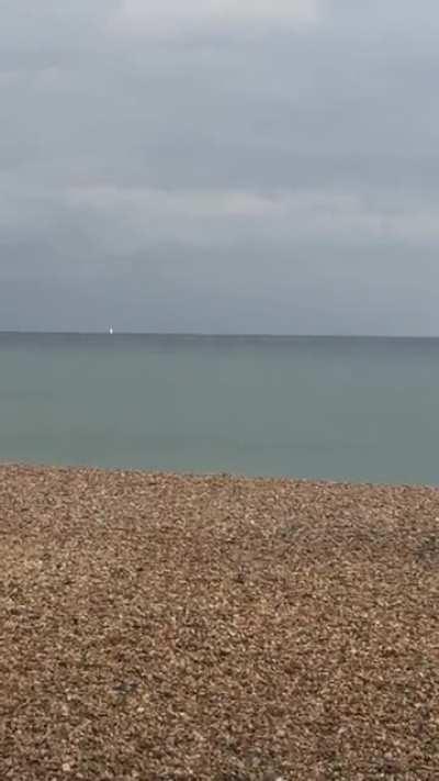 Dolphins spotted in Brighton ! 🐬🐬