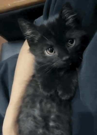 CatsBeingCats