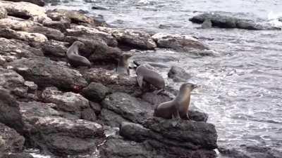 Galapagos Shark beaching itself to eat Sea Lion.