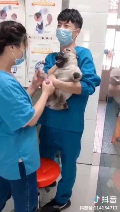 Puppy getting fingernails clipped