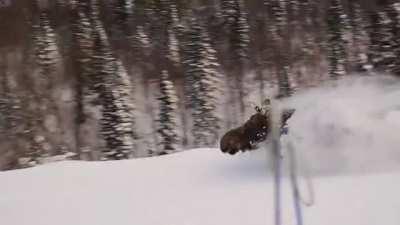 The size and SPEED of a moose in about 3 FEET of snow