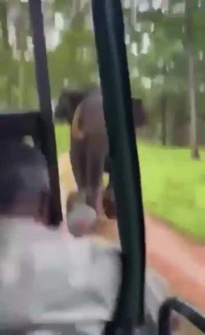 🔥 Wild tusker charges at tourist jeep at Kabini, India. Not a mock-charge!