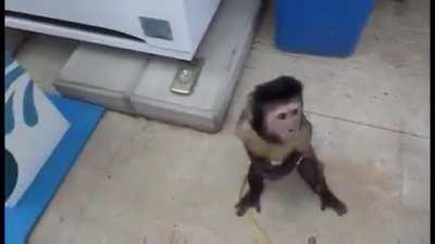 MONKEY GETTING A DRINK