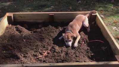 She’s “helping” with the garden