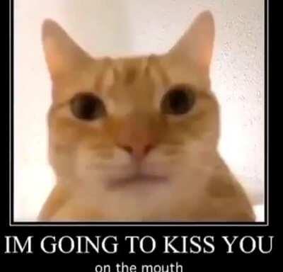 cat kiss (piss)