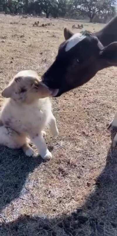 Australian Shepherd is moooved by all this attention