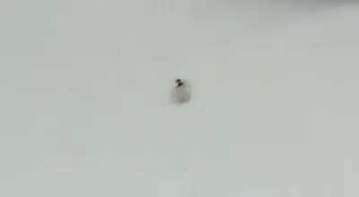 This ant is trying to steal a diamond from a Jewellery Shop