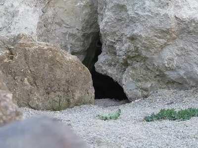 This pallas's cat discoveres she's being filmed!