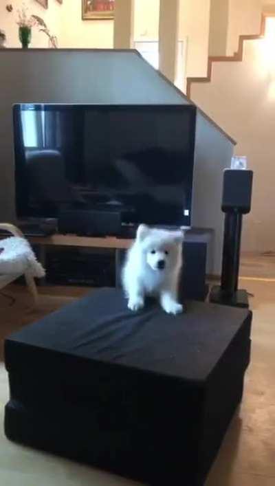 My lil samoyed pup Kuutti got angry for taking a video of her falling