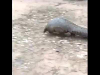 Pangolins are bipedal