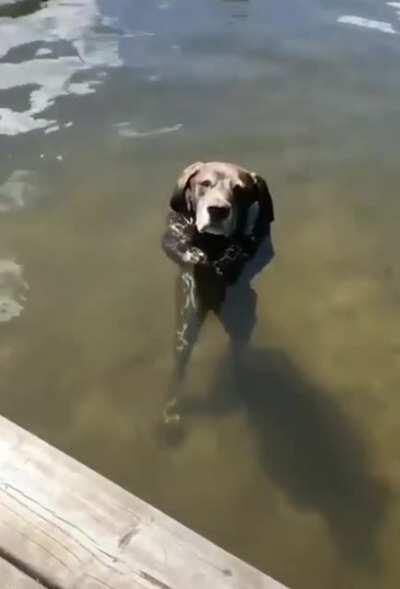 Dog walking on hind legs to keep head above water