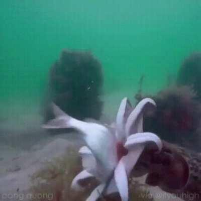 A cuttlefish deploys hidden tentacles