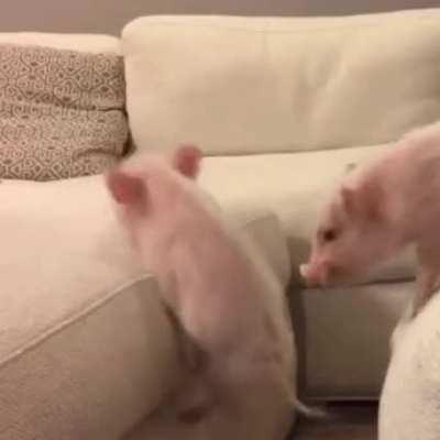 cUtE piGlEtS dIe BeInG fOcRcEd To jUmP gIaNt ChAsM!!!