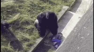 Silverback Gorilla attempts to comfort a child that has fallen into his enclosure