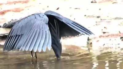 A Bird Using Its Wings As Shade To Fool Fishes