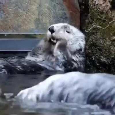 No otter way to get clean