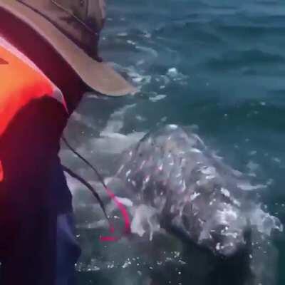 🔥 Baby gray whale being curious at the splash and boat 🔥