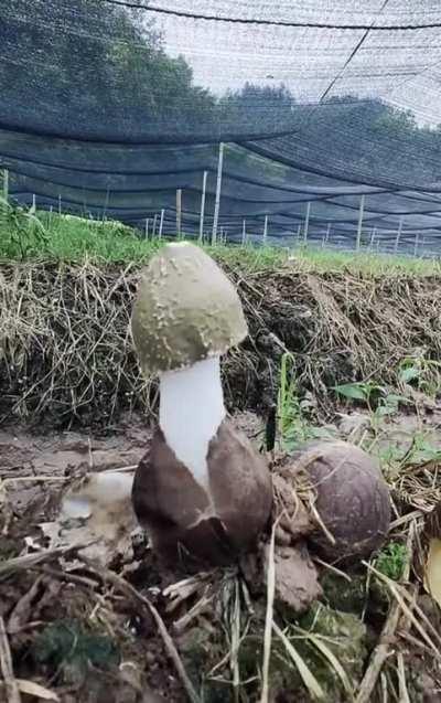 🔥 Time lapse of Dictyophora (Bamboo) mushroom growing