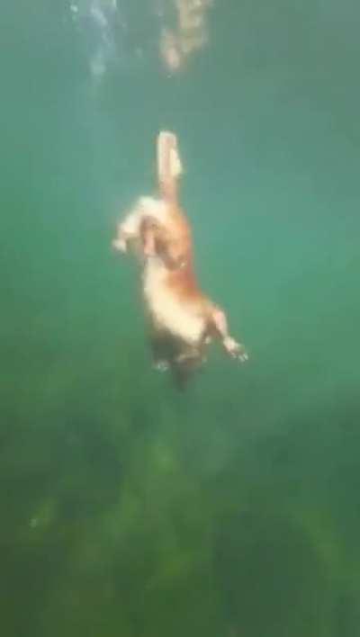 The Diving Ability Of A Golden Retriever
