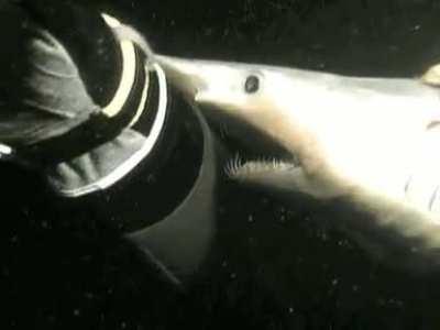 A goblin shark's jaws