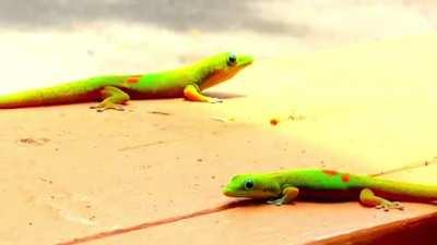 My little Day Gecko friends on Oahu come to visit.