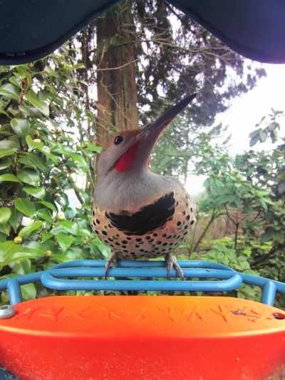 Incoming Northern Flicker, Vancouver, British Columbia, Canada. 1st Feb 2024