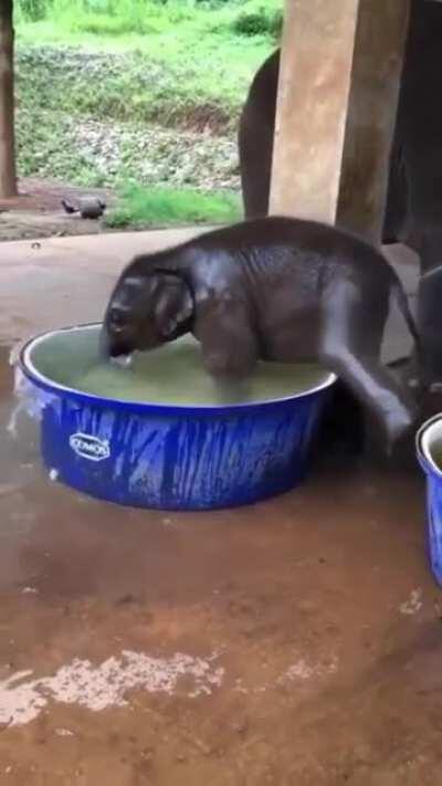 A baby elephant enjoying bath