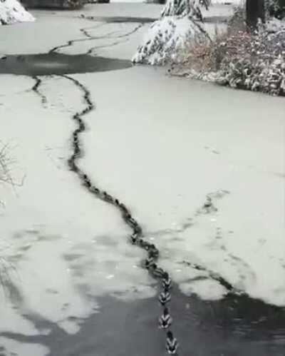 Ducks swimming in row through ice cracks.