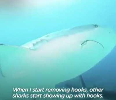 What happens when you pet a shark