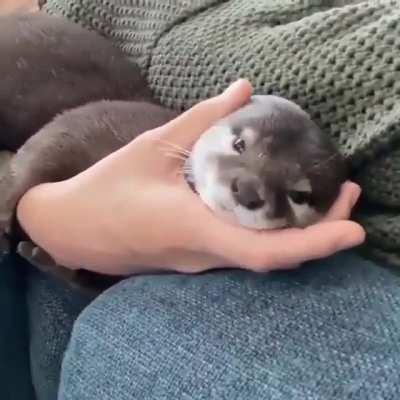 Otter likes its cuddles