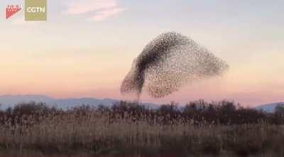 Beautiful murmuration. Although there are many theories, the reason why this is done & how these birds are able to mimic each other’s movements in such a synchronized manner, is still a mystery.