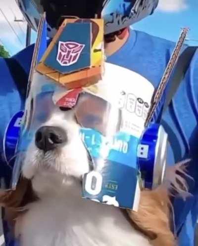 A Dog in a Optimus Helmet