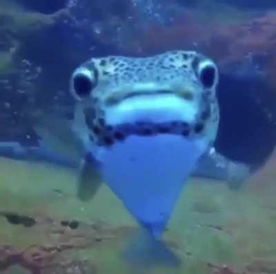 It's all about the puffer fish.