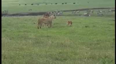 Small Dog intimidates Lions by barking at them