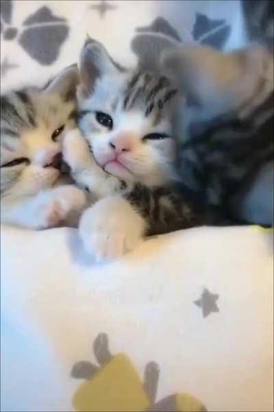 Tucked In Kittens