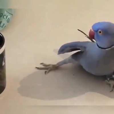 This birb's reaction to a picture on the cup