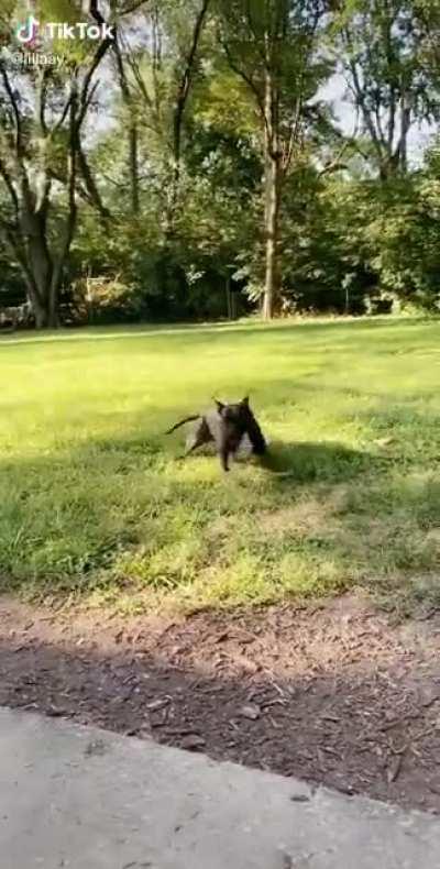 Pittie zooms